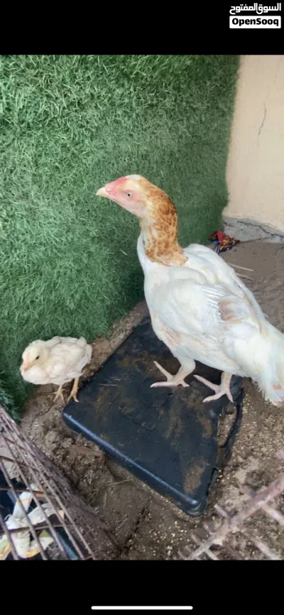 دياية سندية بيور نسل عالمي للبيع تبارك الله* اقرا الوصف* مهم جدا 2