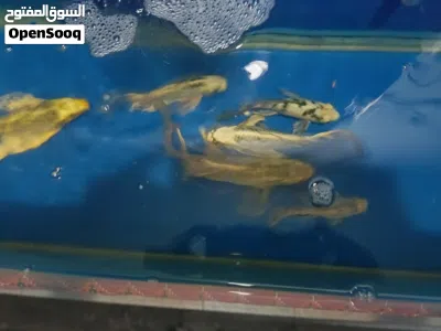 BIGGER SIZE OF BUTTERFLY KOI FISH FOR SALE 3