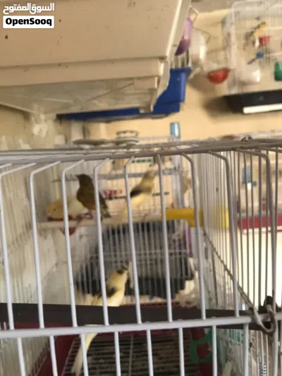 طيور كناري 3