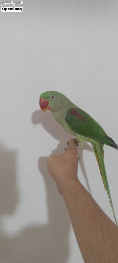 دره نيبالي اليف للبيع مع القفص 2