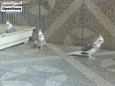 كوكتيل للبيع 3