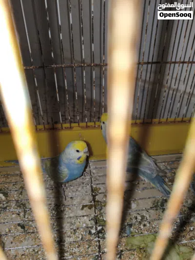 undefined 4