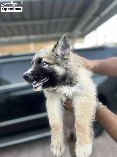 German shepherd mix husky 3