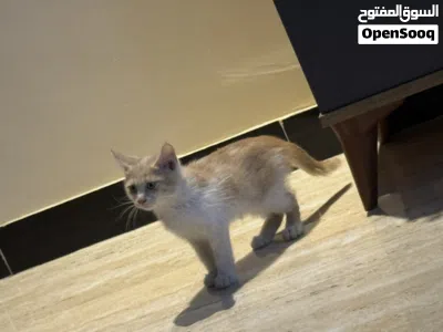 بزونه اصغيره مال بيت انطيه اله بلاش هدية 3