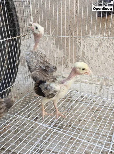 دجاجتين وديج ابو ركيبه دندراوي فاتح 3