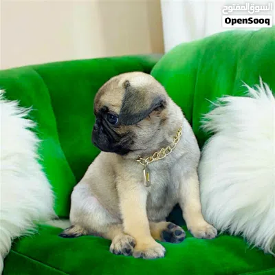 ولد pug اخر شقاوه حجم صغير مبيكبرش عندو 45 يوم 2