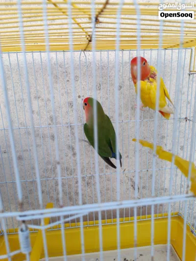 جوز روز مع قفص وكوخ 3