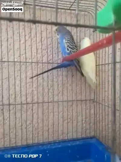 جوز حب نخب 3