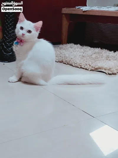 shirazi 4months for sale 57omr negotiable. 2