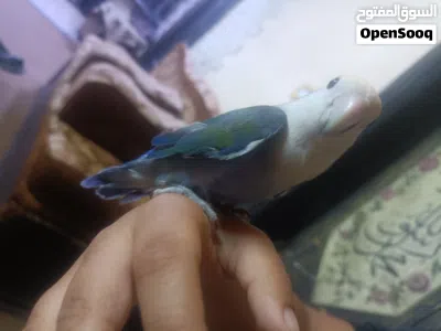عصفور روز اليف مليون بالميه لعوب جدااا 4