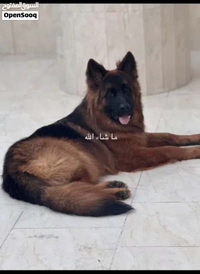 كلب جيرمن تقليب عالي 2