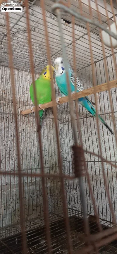 عصافير باقلينو للبيع ريش 2