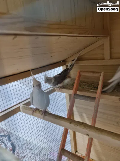 كوكتيل انكليزي طيور كبار مو صغار السلام عليكم متاح زوج كوكتيل وتك واحد يعني 3 طيور مال محميه مال بيت 4