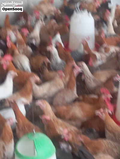 دجاج بلدي وفيومي 2
