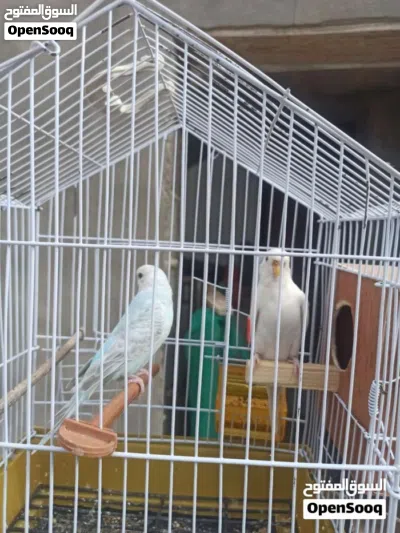 كوبية بقلينو ربي يبارك 2