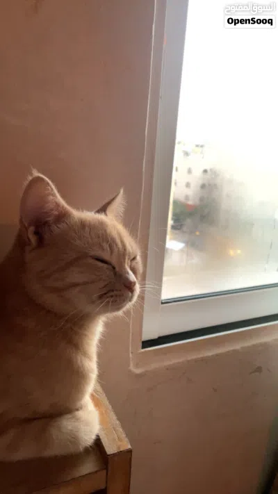 قطع للتبني 3