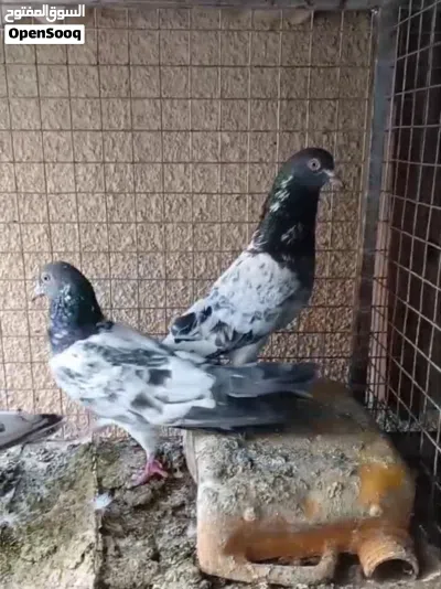 زوج كمنجر 4 2