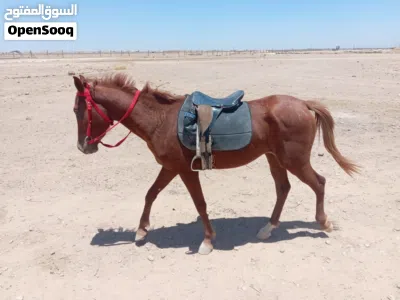 خيل للبيع دم نار رأس عربي كفاااااله 3