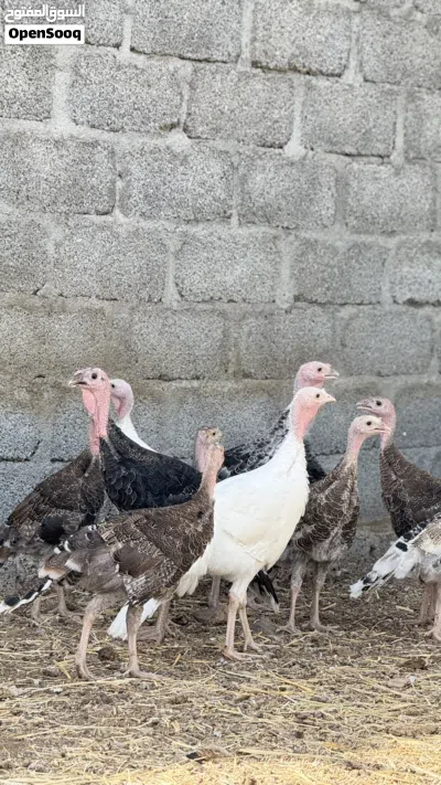 دجاج رومي للبيع 3