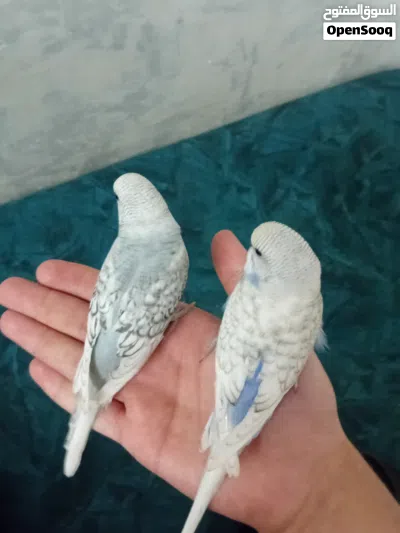 عصفير حب للبيع المستعجل موجودات بعمان 3