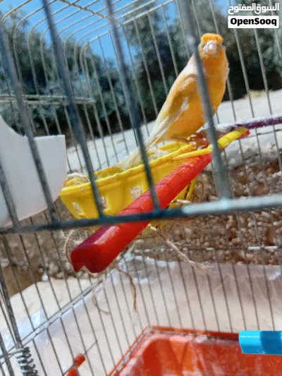 فحل زي النار وطيره جاهزه لافه عش 4