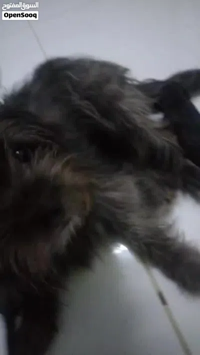 Mom with 2 puppies Pure breed Shihtzu 4