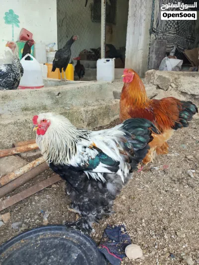 ديوك براهما عمر 10 شهور ماخذ كل المطاعيم صحه ونضافه سعر الديك 22 دينار 2