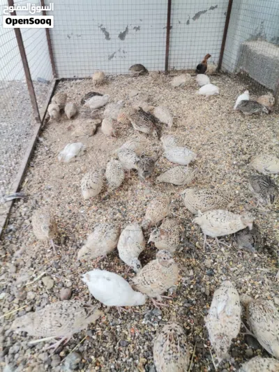 سمان او فري 3