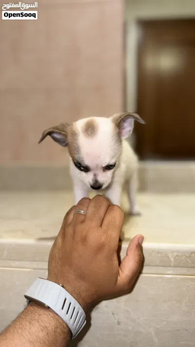 جراء شيواوا أنثى قابل للتفاوض Female Chihuahua Negotiable 2