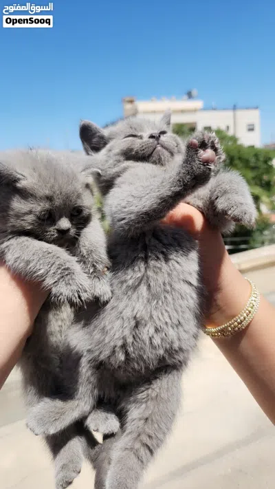 كيان صغيرة العمر شهرين النوع سكوتش 2