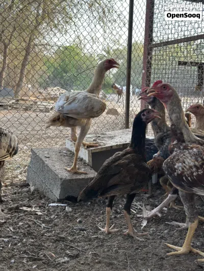 للبيع بتشوات بيلا الحدد 9 3