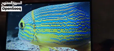 شاشه غزال 32 سمارت 2