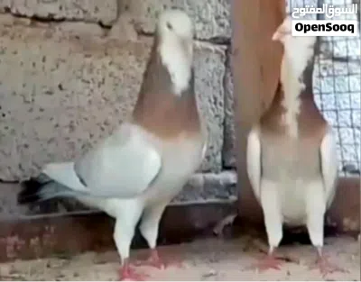 زوجين لحلوح امصوقرات 4