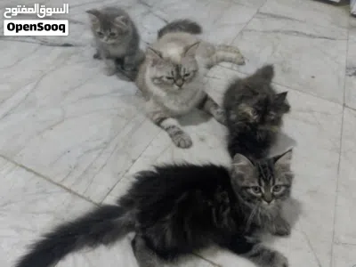 قطط 3 بريش حلوات لعوبات من ام هملايا والاب بريش 4