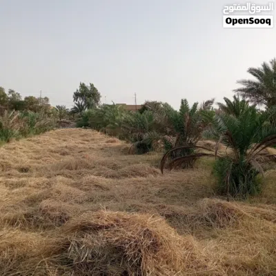 بستان للبيع 2