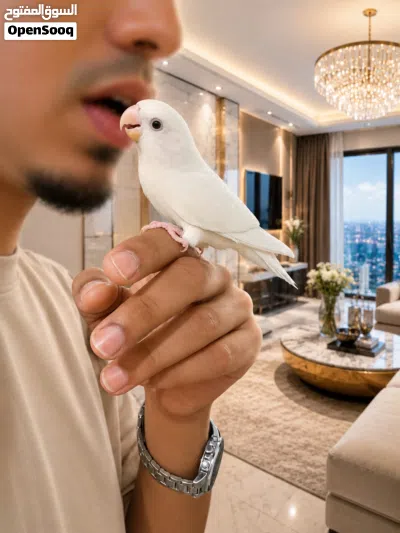 فرصة لهواة النوادر روز ألبينو أبيض ثلجي أليف ومروض 2