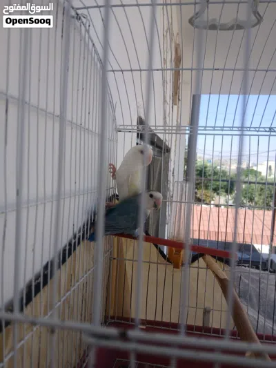 جوز روز البينو عين حمره جمر السعر 45 قابل لل تفاوض باشي بصيط التواصل فقط على ال السوق المفتوح 3