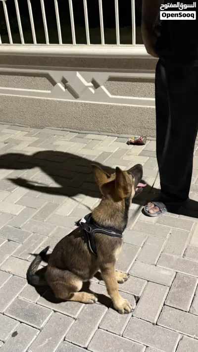 جلب مالينوا بلجيكي 4