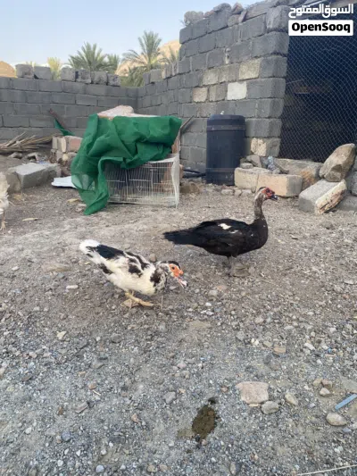 بطتين مصريات 3