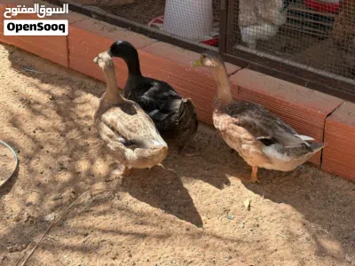 بط زينة للبيع 2