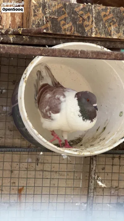 طيور مدينه اوروبي ذكر جاهز لزواج 3