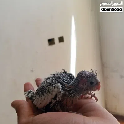 فراخ كوكتيل زق يدوي في 3