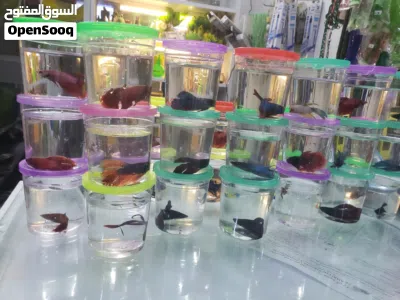 FISH for sale 3