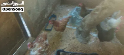دجاج بلدي كله بياض 4