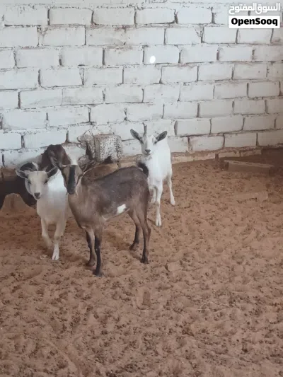 3 عنايق كرديات عز ماتكسب الله يبارك عنايق نظاف كان معاهم فحل وانت والنصيب 3
