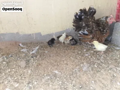 دجاجه استرالي زهري ربي يبارك معها 6فلاليسها 4