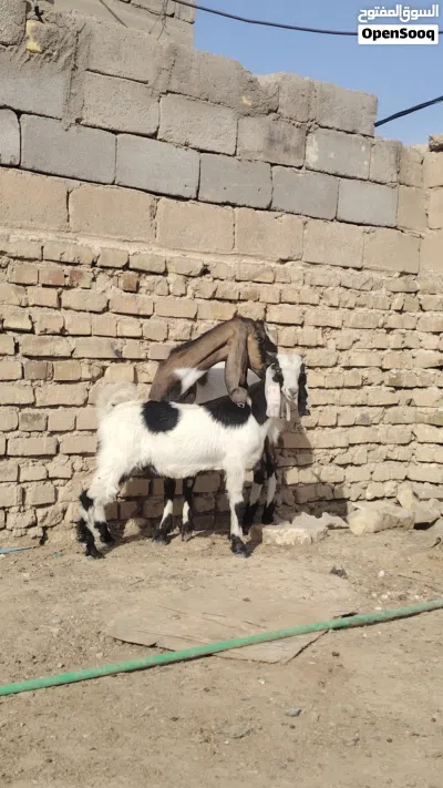 سلام عليكم صخله ورها فحل وراكب صار شهرين ابيع فارغ ام ثاني بطن صخله خشنه ضروبه حجازي 2