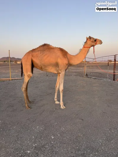 للبيع قعود 3