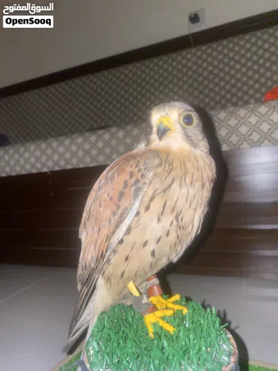 للببع ترمه حميميج 2
