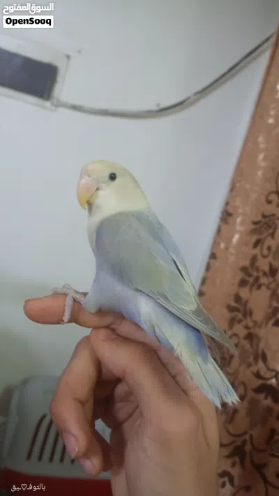 شوف الوصف عصفور روز فرخ مفطوم جديد اليف 3